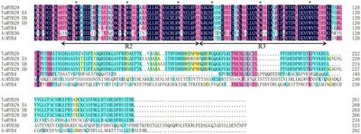 TaMYB29: A Novel R2R3-MYB Transcription Factor Involved in Wheat Defense Against Stripe Rust